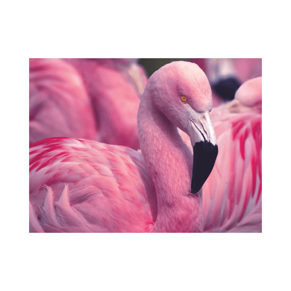 3D sestavljanka flamingo