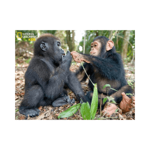 3D sestavljanka gorila in šimpanz