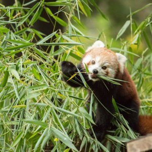 Mačji panda z bambusom