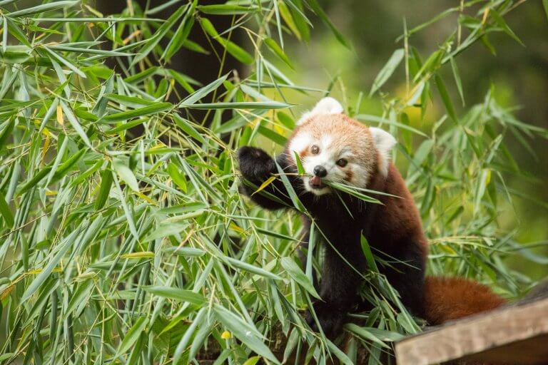 Mačji panda z bambusom